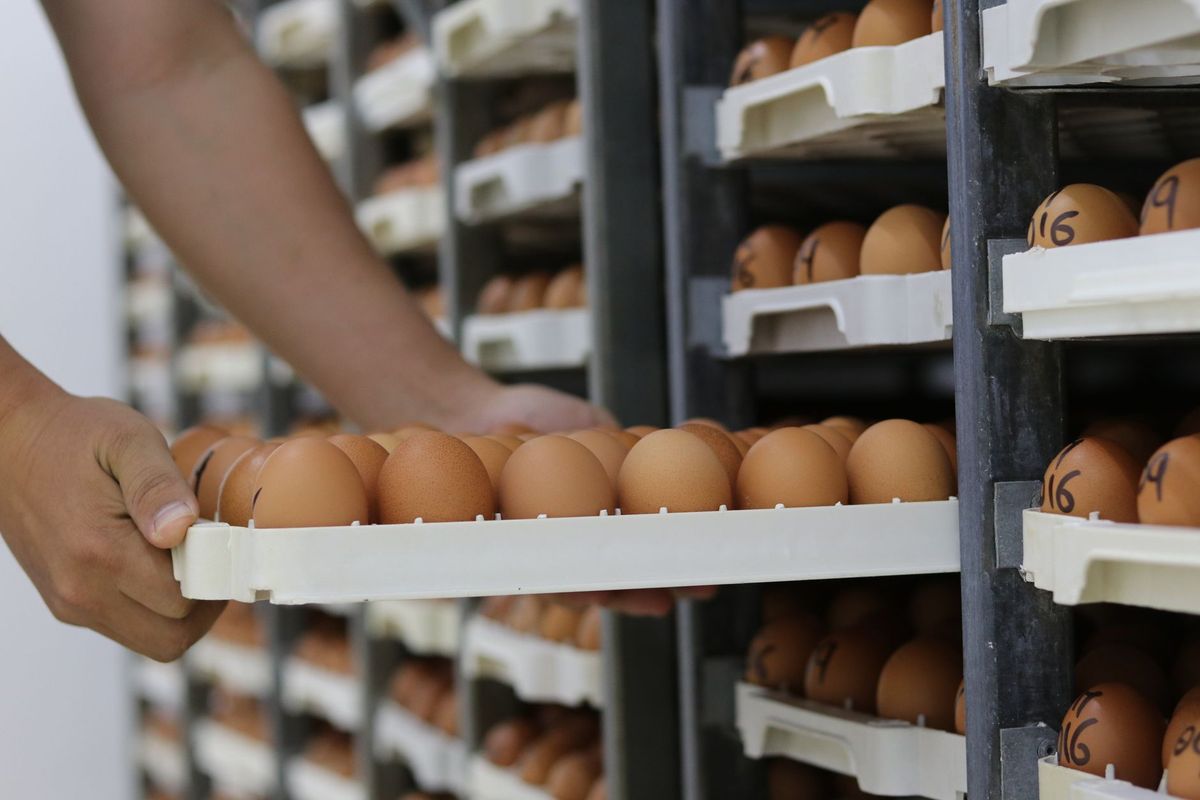 Poultry Firm Recalls Millions of Eggs Over Salmonella