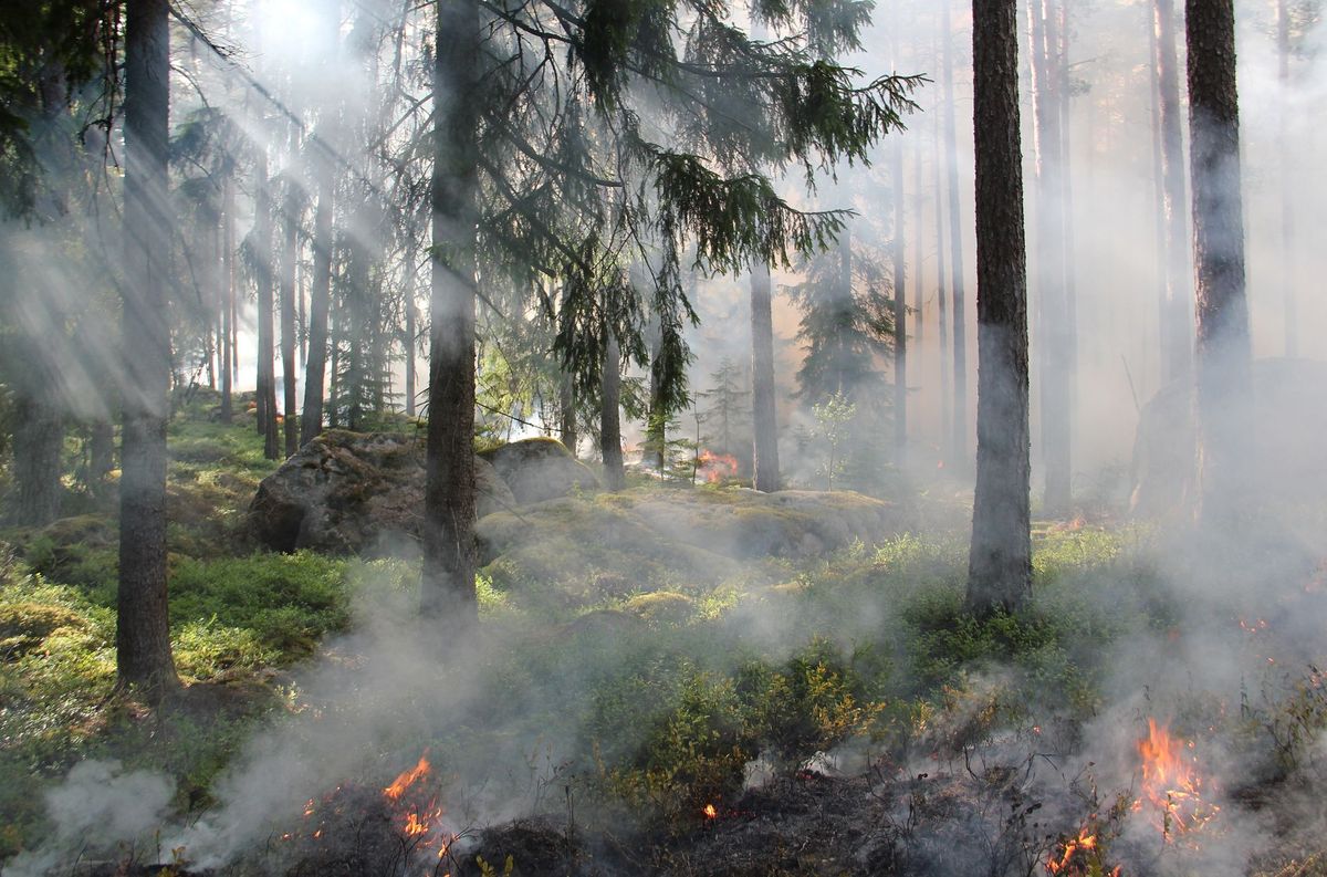 European Wildfire Costs Surge Past €3bn Amid Heat Records