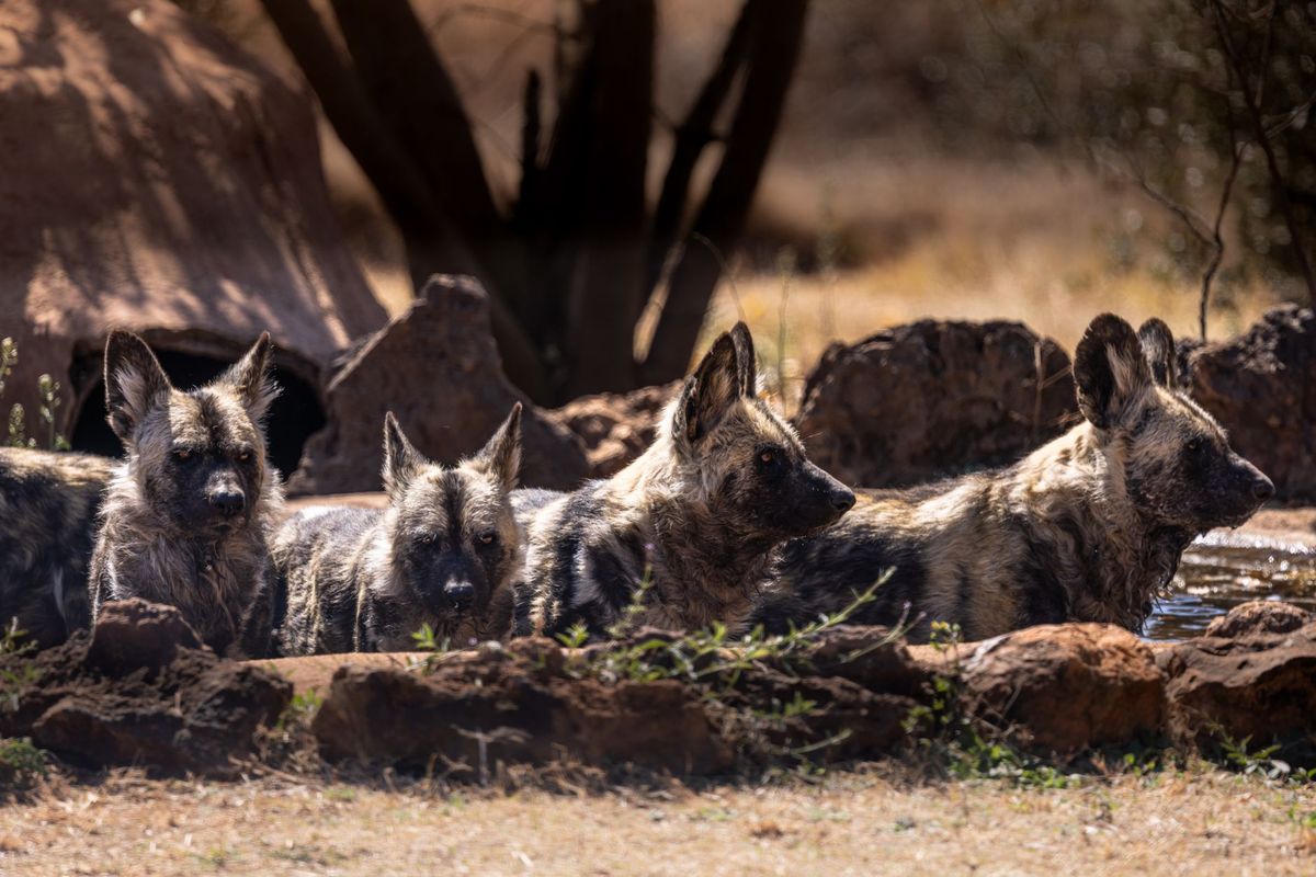 African Wild Dogs Set New Travel Record Across Zambia